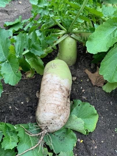 3-gram 200+ Korean Autumn Hybrid Daikon Radish Seeds; Perfect for Kimchi Diaspora Asian Seeds