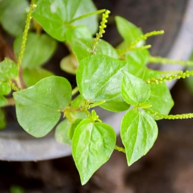 Crab Claw Seeds 5000pcs - Rau Cang Cua - Herb Peperomia Pellucida Pansit Pansitan Shiny Bush | Non GMO | Heirloom | High Germination Rate
