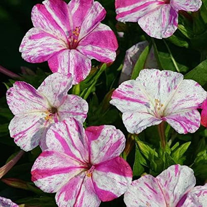 Outsidepride Marbles Red White Four O'clock Flower Seeds - 200 Pcs Perennial Fragrant, Trumpet-Shaped Blooms, Easy to Grow, for Pollinator & Evening Gardens, Containers, Hedges, or Borders