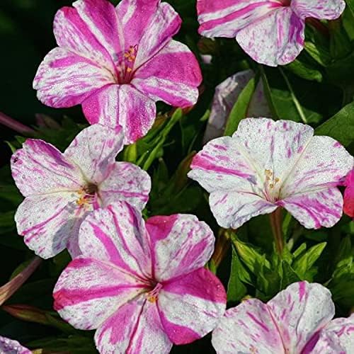 Outsidepride Marbles Red White Four O'clock Flower Seeds - 200 Pcs Perennial Fragrant, Trumpet-Shaped Blooms, Easy to Grow, for Pollinator & Evening Gardens, Containers, Hedges, or Borders