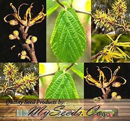 BIG PACK - (100) Witch Hazel Seeds - Hamamelis virginiana American Witchhazel - Non-GMO Seeds by MySeeds.Co (Big Pack - Witch Hazel)