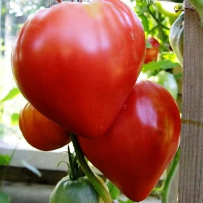 Seeds Red Beefsteak Tomato Giant Bulls Heart Determinate Non GMO Vegetable for Planting