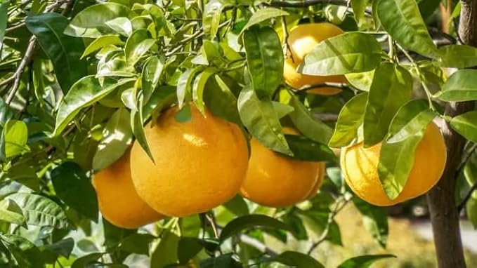 Gardenera Premium Grapefruit Potting Mix - Expertly Crafted with Peat Moss, Perlite, Worm Castings, and Lime for Stronger Roots and Optimal Nutrient Absorption - 5 Quart