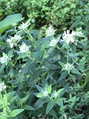 Smoke Camp Crafts Narrow-Leaved Mountain Mint Seeds (Pycnanthemum tenuifolium) 1000 Seeds (0.1 gram)