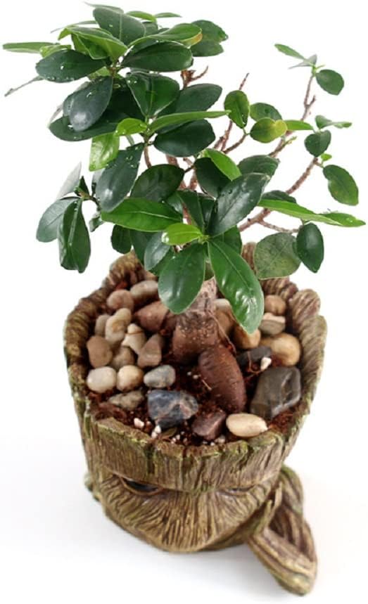 Funny Planter Head Planter with Drainage Hole Resin Plant Pot Pencil Holder Desk Storage(Funny Tree)