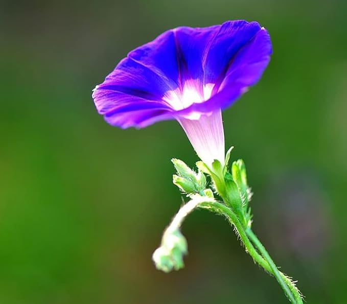 200+ Morning Glory Seeds for Planting, Mixed Color Ipomoea Nil Seeds Heirloom Vine, High Germination Rate Open Pollinated Seed