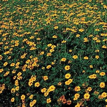 Park Seed Golden Guardian Marigold Flower Seeds – Natural Nematode Control for Tomatoes & Veggies, Golden-Orange Blooms, 2-Foot Plants, More Effective Than Pesticides – Pack of 600