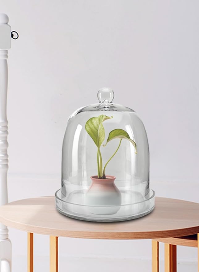Serene Spaces Living Glass Cloche, Ideal as a Terrarium, Great to Hold Airplants, Flower Blooms, Accessories, Photos, Candles, Dessert Display, Home, Office Decor, Gift Idea, 11" Diameter & 13" Tall