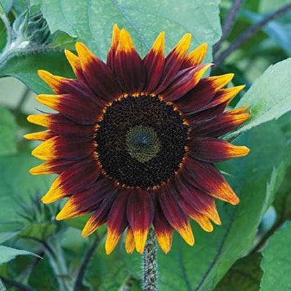 Park Seed Shock o LAT Sunflower Seeds – Exclusive Chocolate Brown Blooms with Gold Tips, Pollen-Free and Branching for Cut Flower Gardens, Easy to Grow, Pack of 50