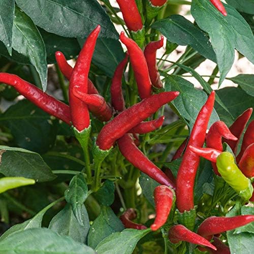 Park Seed Variety of Hot Chili Pepper Plant Seeds, Easy to Grow, Perfect for Spring Garden, Super Chili Hybrid Thai, Pack of 15