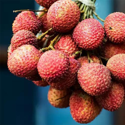 20 Giant Lychee Seeds Exotic Fruit Heirloom Sweet Tropical Fruit Litchi Chinensis Seed