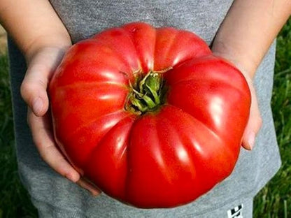 Large Tomato 100 Pounds Seeds for Planting Around 25 Seeds Non-GMO