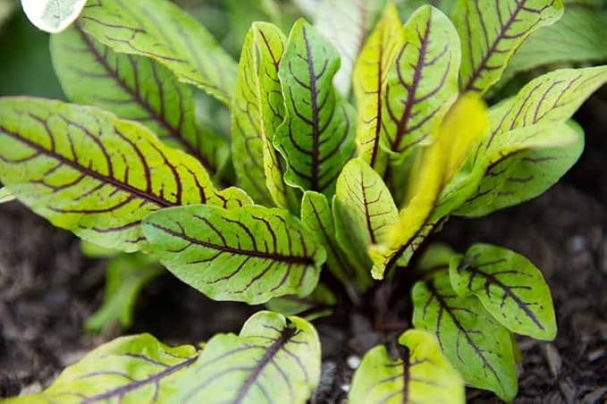 Indian Sorrel Seeds for Planting, Fast Germination & High Yield, Hardy & Nutrient-Rich, Ideal for Home Garden, Pots & Outdoor Growing, Easy to Cultivate & Low Maintenance, Thrives in All Climates