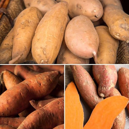 Generic 50pcs Sweet Potato Vegetable Seeds Multi