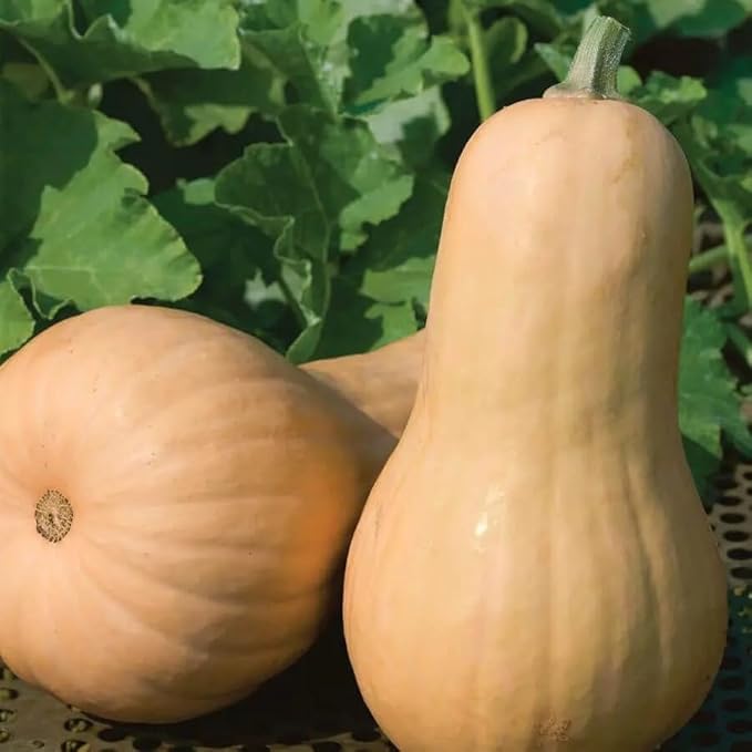 Park Seed Big Chief F1 Butternut Squash Seeds – Large 4–5 lb Fruits with Golden Flesh, Mild Sweet Flavor, Vigorous Warm-Season Vine, Rich in Vitamin A, Direct Sow or Indoor Start, Pack of 20
