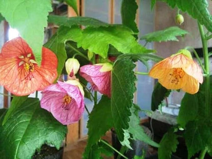 Seeds Abutilon Mix (Flowering Maple) Perennial Flowers