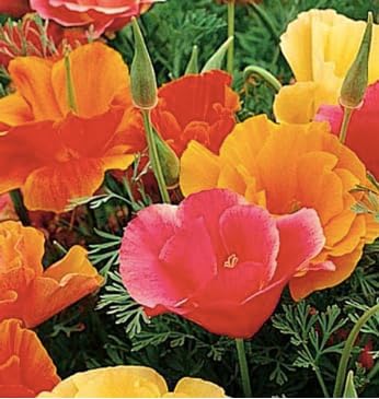 Mission Bells - California Poppy Mix Seeds - Approximately 3,200 Seeds
