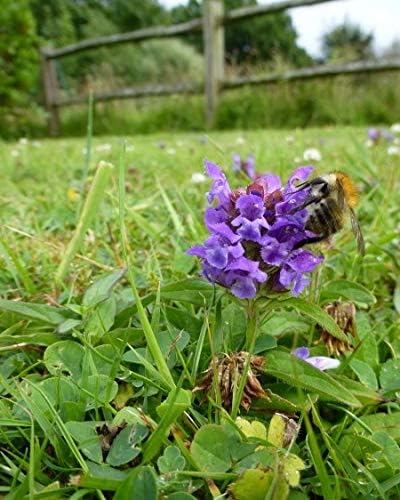 Twin City Seed Co. Bee Lawn Mix, Grass & Flower Mixture, 5 lb Bag