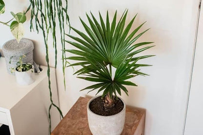 GARDENERA Palm Tree Potting Mix - The Ultimate Soil for Strong and Healthy Palms - Top Choice for Palm Tree Growers [10 Quart Bag]