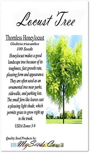 Big Pack - Thornless Honeylocust Tree Seed (100) - Gleditsia triacanthos Tree Seeds - Fragrant Blooms - Pods Used for Making Beer - Excellent Shade Tree - by MySeeds.Co (Big Pack - Honeylocust)