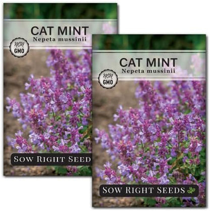 Sow Right Seeds - Catmint Seeds for Planting - Perennial Cat Mint Plant - Easy to Grow Nepeta for Attractive Garden - Ideal for Pollinators - Heirloom Non-GMO Variety - Indoor or Outdoor Growing (2)