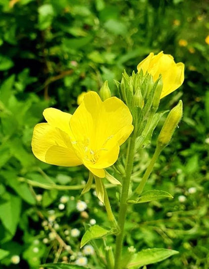 200+ Mix Showy Evening Primrose Seeds Flowers Garden Planting