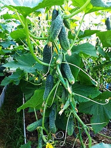 Seeds Vegetable Indoor Cucumber Self-Pollinating Close Family F1 All Seasons Vine Plant for Pickling - 20 Seeds