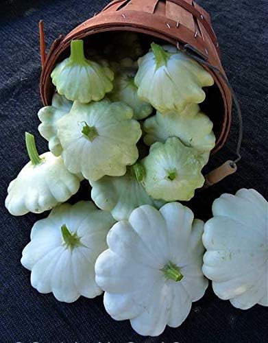 Seeds Vegetable White Patty Pan Squash Scallop Zucchini - 30 Seeds