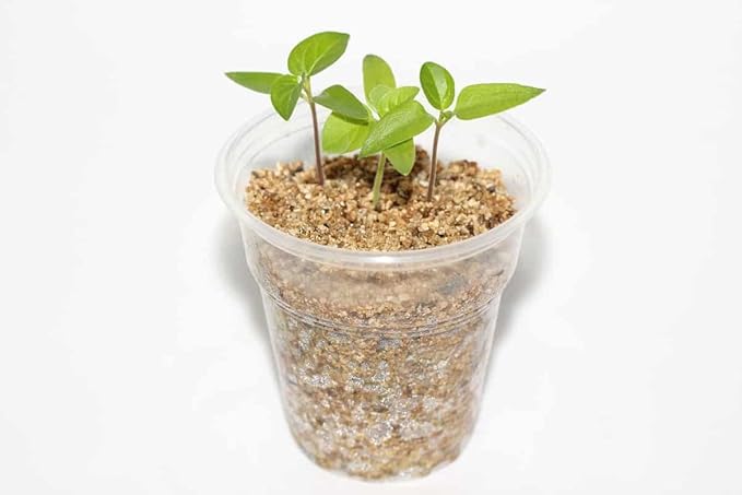 Gardenera Horticultural Organic Vermiculite - Medium Grade - Natural Soil Additive for Potted Plants - Orchids - Hydroponics - Terrariums (5 Quart)