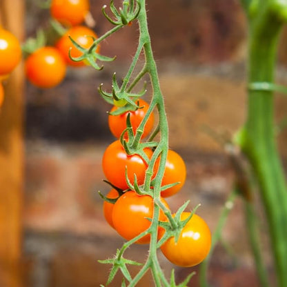 Sunsugar Hybrid Supersweet Cherry Tomato Seeds, 20 Seeds Per Packet, (Isla's Garden Seeds), Non GMO & Heirloom Seeds, Scientific Name: Lycopersicon lycopersicum, Great Home Garden Gift