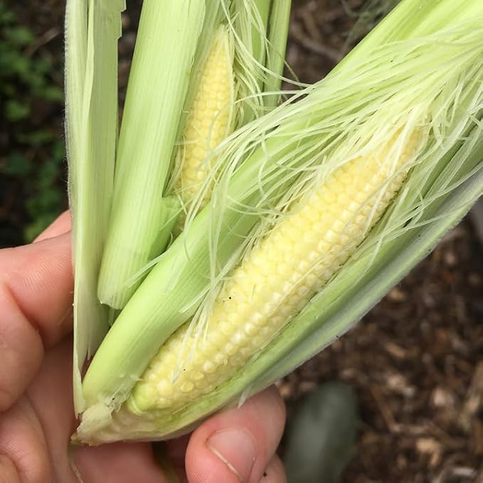 TomorrowSeeds - Baby Corn Seeds - 100+ Count - for 2026 Planting Asian Miniature Sweet Chinese Takeout Immature Young Early Indian Native Soft Vegetable Grow Your Own Home Farm Patio Healthy