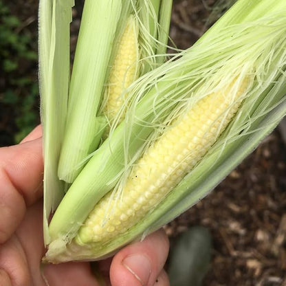 TomorrowSeeds - Baby Corn Seeds - 100+ Count - for 2026 Planting Asian Miniature Sweet Chinese Takeout Immature Young Early Indian Native Soft Vegetable Grow Your Own Home Farm Patio Healthy