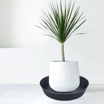 Plant Saucer 12 Inch 2 Pack 10 12 14 16 18 20 25, Plastic Plant Trays for Pots，Extra-Deep Plant Water Dray Tray, Bird Bath Bowl, Heavy Flower Plant Saucers Indoors and Outdoor No Holes