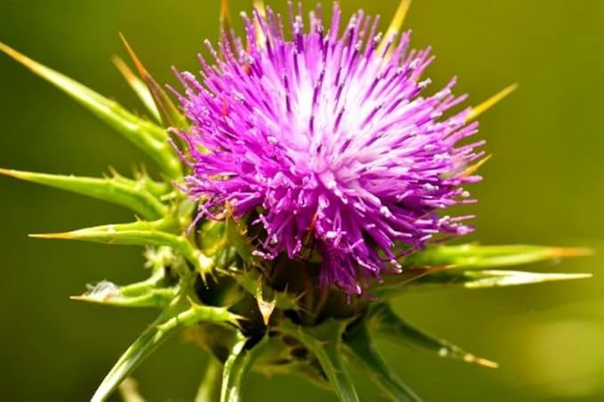 150+ Seeds Blessed Milk Thistle Medicinal - Herb Purple