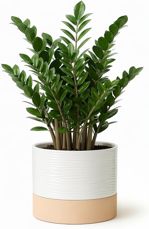 Ceramic Self Watering Plant Pots – 6 Inch White Planter with Drainage Hole & Water Storage for Succulents & Modern Indoor House Plants (White & Beige, 6" Wide)