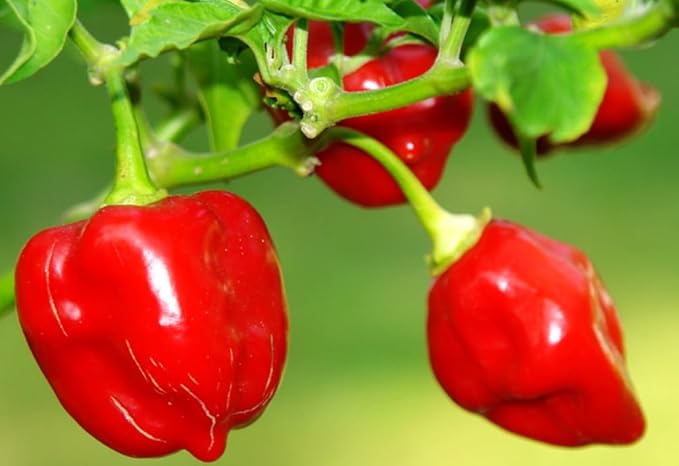35+ Pcs Hot Pepper Seeds for Planting Ghost Habanero - Mix Ghost Pepper Seeds, Red, Orange, Yellow, Habanero Seeds for Planting in Garden Non GMO, Heirloom Peppers Seeds