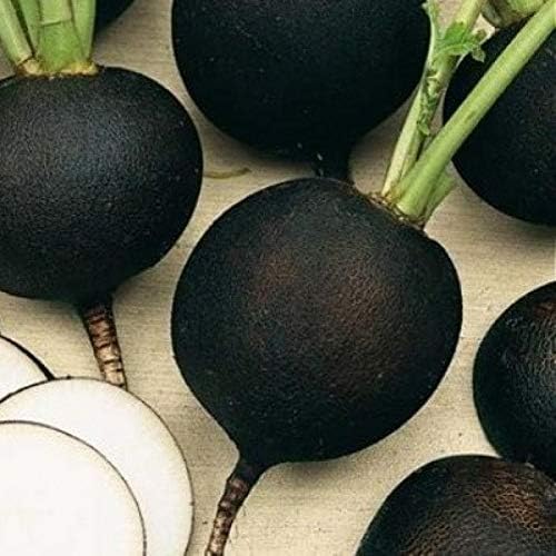 Black Radish Non GMO Vegetable for Planting