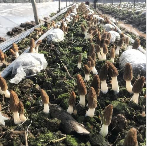 Black Morel Mushrooms Spores Mycelium Non GMO Spawn for Planting
