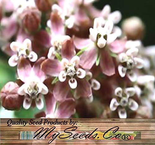 Big Pack - (1,000) Pink Common Milkweed Seeds, Asclepias syriaca (Big Pack Common Milkweed)