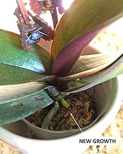 TeaDrops Organic Orchid + Bromeliad + Air Plant Fertilizer – 16 Liquid Indoor House Plant Food Packets – Make up to 32 Gallons (Easy use in Watering Can & Containers, Ecofriendly)