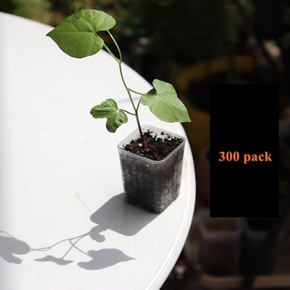 BangQiao 300 Pack 1.55 Inch Tiny Clear Plastic Square Nursery and Seedling Pot, Mini Transplant Seed Starter Planter with Drain Hole for Germination, Herb, Succulent