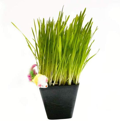 Thunder Acres Cat Grass Blend - Wheat, Barley, Oats, and Rye Seed Mix - Non-GMO - Certified Organic - Bonus CAT Toy (1 oz)
