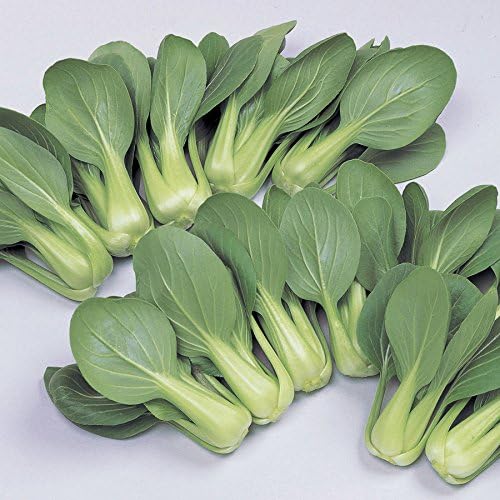 Park Seed Variety of Bok Choy (Pak Choi) Vegetable Seeds, Plant Seeds, Easy to Grow, Perfect for Spring Garden, Li Ren Choy, Pack of 100