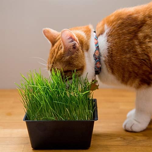 Organic Cat Grass Seeds – Non-GMO Hard Red Wheatgrass Seeds for Cats, Dogs, Rabbits – Grows in Cat Grass Kits – 12 oz