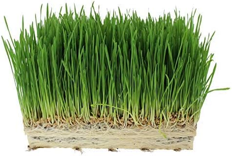 Organic Cat Grass Seeds – Non-GMO Hard Red Wheatgrass Seeds for Cats, Dogs, Rabbits – Grows in Cat Grass Kits – 12 oz