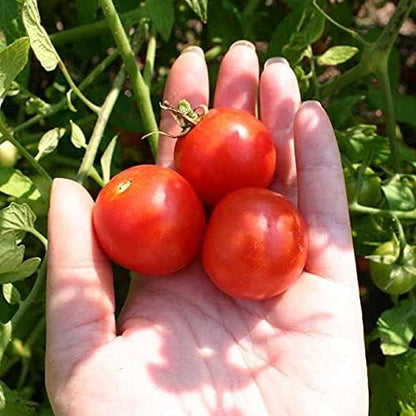 Park Seed Cherry Tomato Seeds, Planting Vegetables, Easy to Grow, Non-GMO, Variety of Colors and Sizes, Spring Garden, Candyland Red Hybrid, Pack of 30