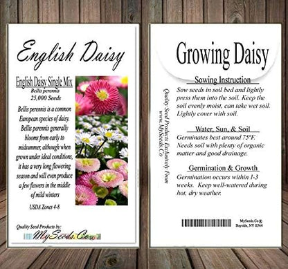 Big Pack - English Daisy Mixed Seed (25,000+) - Bellis perennis Long Flowering Season - Edible Flower Seeds (Big Pack - English Daisy Mix)