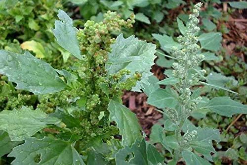 Generic Fat Hen Seeds, lamb's Quarters Seeds, Chenopodium Album Seeds, 600 Seeds, Natural