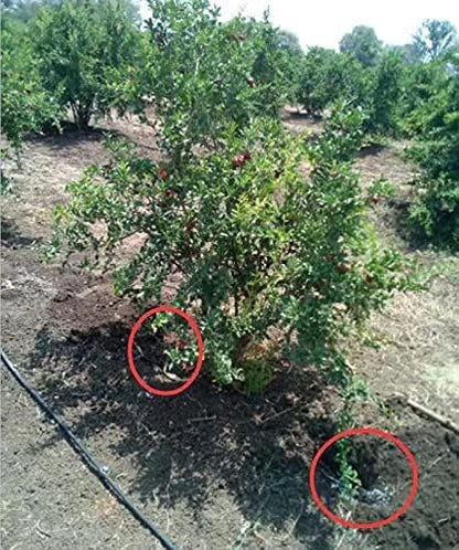 Keep Plants Alive Without Water for Up to 2-Weeks (10 Pounds)