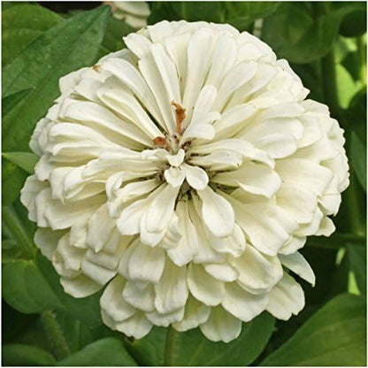 Seed Needs Polar Bear White Zinnia Seeds for Planting - Heirloom & Untreated - Grow a Butterfly Garden to Attract Butterflies, Bees and Pollinators - Great Cut Flowers (5 Packs)